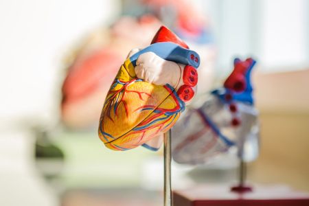 cardiologie1.jpg